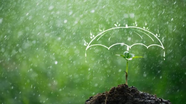 Plant care in monsoon