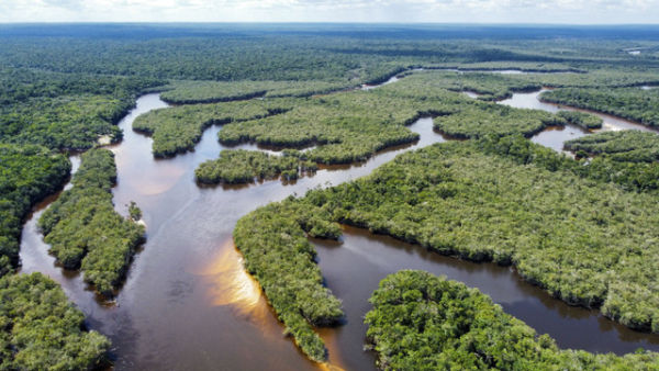Hutan Amazon. Foto: Shutterstock