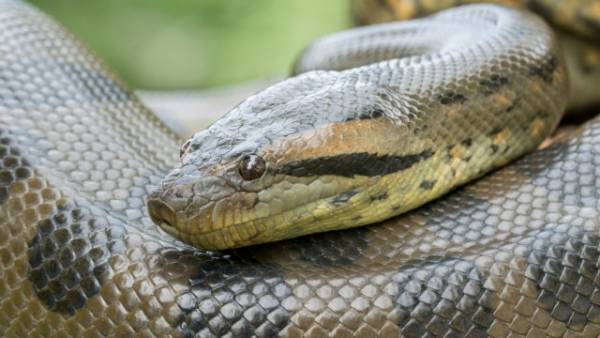 Ilustrasi Anaconda. Foto: Shutterstock