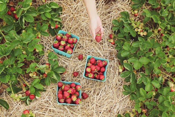 Wisata Petik Buah di Malang. Foto: Unsplash/Farsai Chaikulngamdee