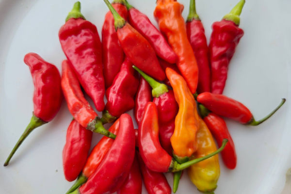 Cabai domba. Foto: kanghen10/Shutterstock
