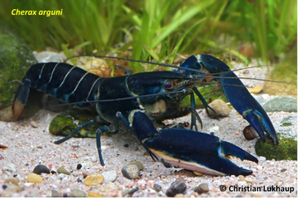 Spesies baru lobster Cherax arguni. Foto:  Christian Lukhaup via Universitas Gadjah Mada
