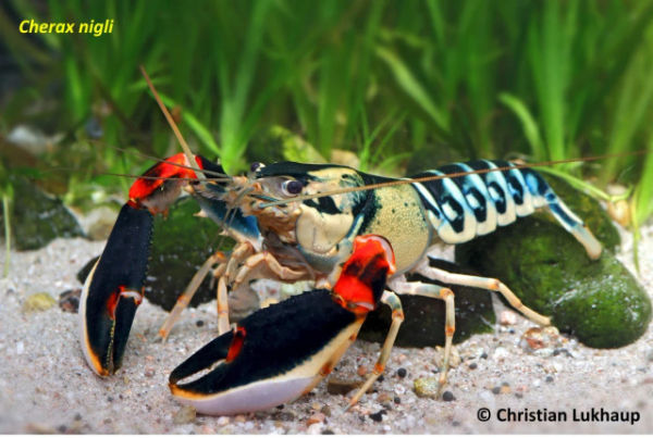 Spesies baru lobster diberi nama Cherax nigli. Foto:  Christian Lukhaup via Universitas Gadjah Mada