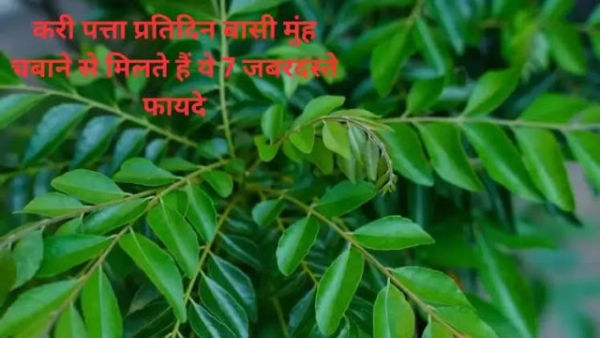 Curry Leaf: Curry leaves are found by chewing stale mouths every day, these 7 tremendous benefits will be shocked ..