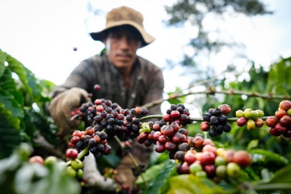 Nếu Mỹ áp thuế đối ứng 20%, xuất khẩu nông lâm thủy sản ảnh hưởng thế nào? - Ảnh 3. thủy sản - Ảnh 2.