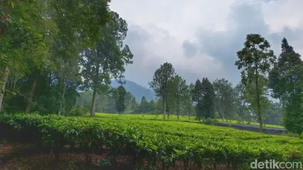 Perkebunan Teh Gambung, Desa Mekarsari, Kecamatan Pasirjambu, Kabupaten Bandung.,