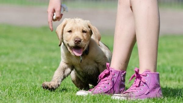 (Image Source: Pinterest/IHeartDogsCom)