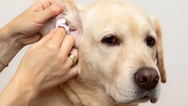 (Image Source: Pinterest/dogsnaturally)