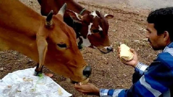 Feed these 4 things to the cow, get wealth, take care of these rules ..