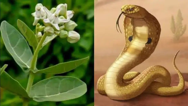 This plant itself is the second form of God, it will be destroyed by itself, but it will save you from 5 sufferings ..