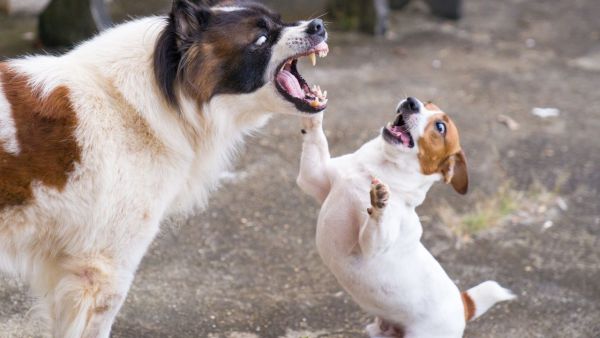 Painful death of kabaddi player due to dog bites. Anti-Rabies Injection did not have to get heavy