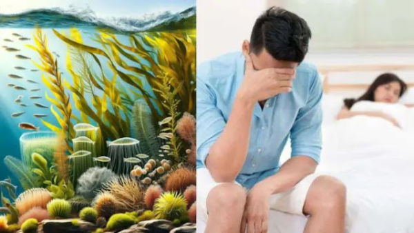 This seaweed is very effective in these diseases including increasing sexual power, know its surprising benefits ..