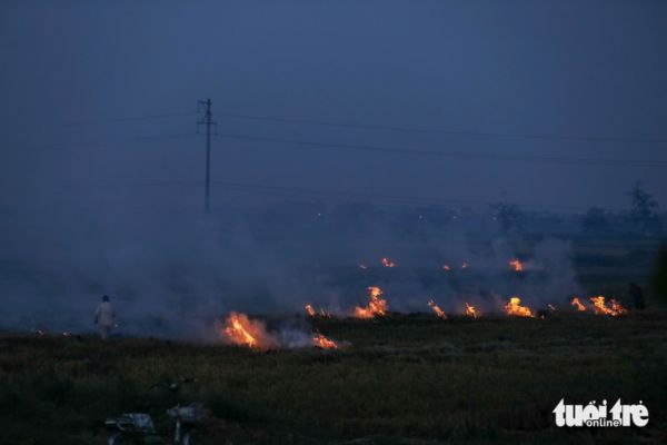 rơm rạ - Ảnh 5.
