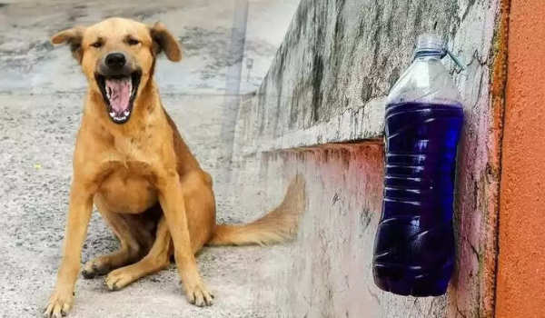 नीली बोतल