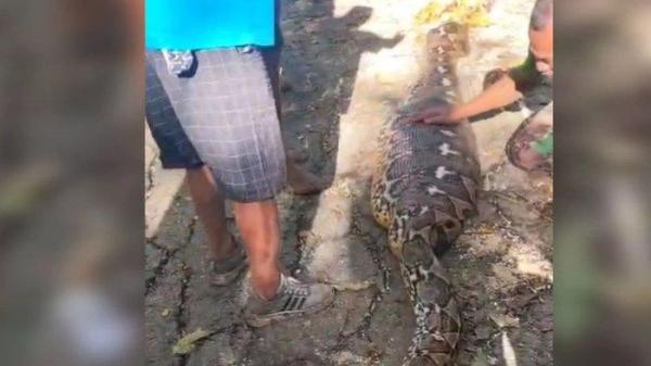 Warga Kelurahan Majapahit Kecamatan Batauga, Kabupaten Buton Selatan, Sulawesi tenggara, temukan korban masih dalam perut korban dengan jarak sekitar 500 meter dari pemukiman di jalan usaha tani, Sabtu (5/7/2025).