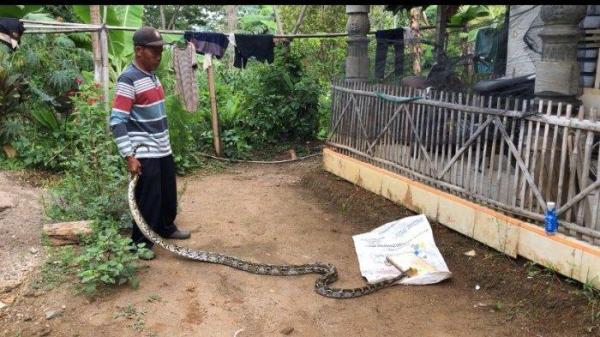 Warga Munggung Tangkap Ular Piton Yang Mangsa Hewan Ternak Sabtu, (24/2/2024).