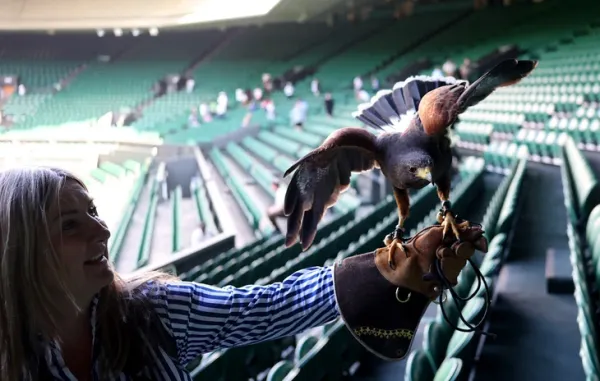 Wimbledon gặp khủng hoảng bất ngờ vì... một chú chim - Ảnh 1.