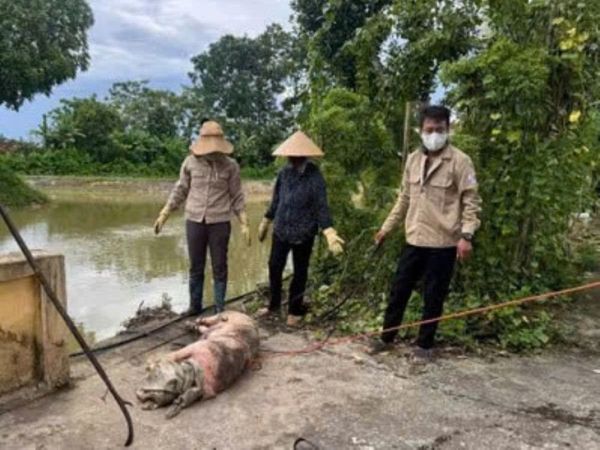 Hàng chục xác heo trên kênh cấp nước, cơ quan chức năng vào cuộc - Ảnh 1.