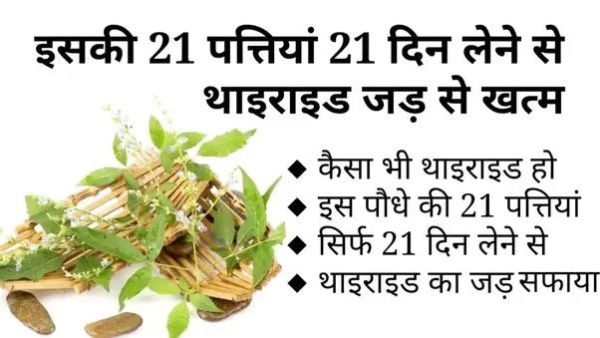 Taking 21 leaves of this for 21 consecutive days will end the thyroid root ..