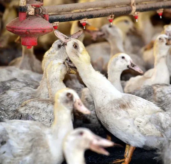 Hàn Quốc chứng kiến số vật nuôi chết do nắng nóng tăng đột biến - Ảnh 1.