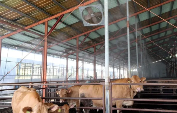 Hàn Quốc chứng kiến số vật nuôi chết do nắng nóng tăng đột biến - Ảnh 3.