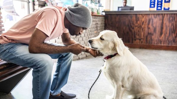 Monsoon Pet Care Tips: How to take care of your pet in monsoon, these tips will come