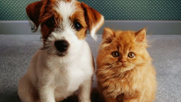 N pet care tips