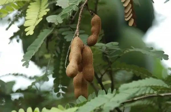 Knowing these 7 miraculous benefits of sour tamarind, you will be shocked