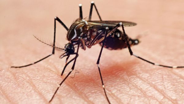 WHO's new guideline on the treatment of dengue, chikungunya and zika, emphasis on increasing testing