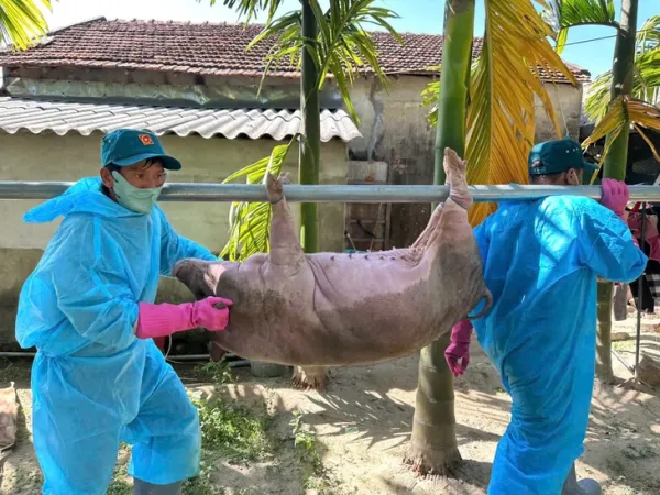 dịch tả lợn châu Phi - Ảnh 1.