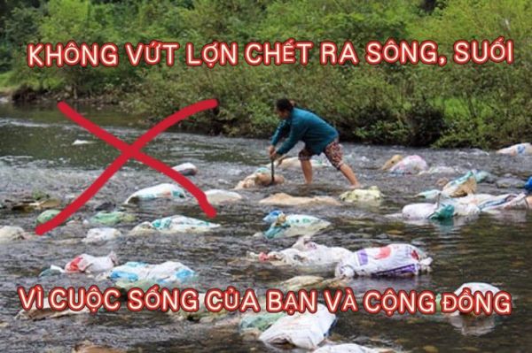 dịch tả heo - Ảnh 1.