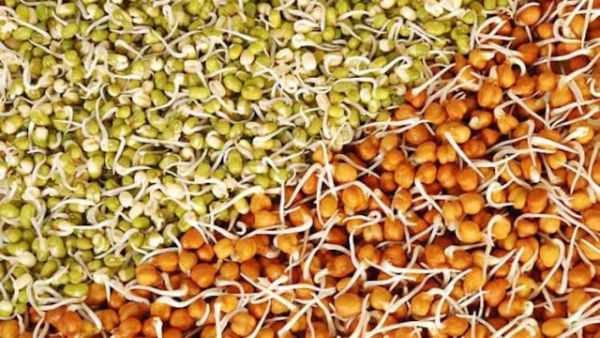 What is the right time to eat sprouted grains? Know how beneficial for health