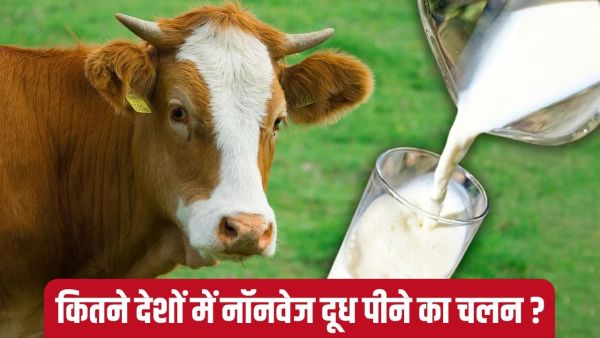 What is non -veg milk, why does America want to sell it in India? Learn benefits and loss