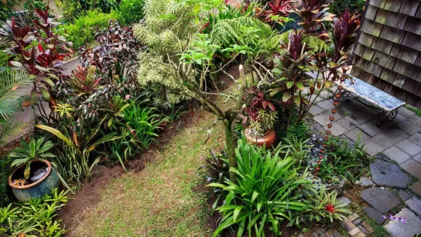 Plant these 10 welfare plants in the house… Your destiny will change!