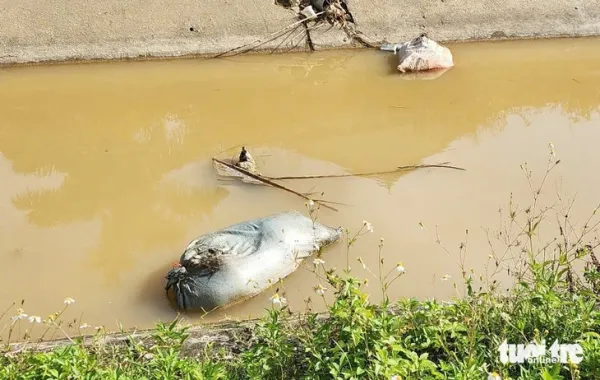 Nông dân trắng tay vì dịch tả heo châu Phi bùng phát - Ảnh 4.