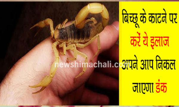 The treatment of scorpion sting will come down in just 2 minutes, poison ...