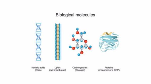 Kunci Jawaban Biologi Kelas 12 Halaman 112