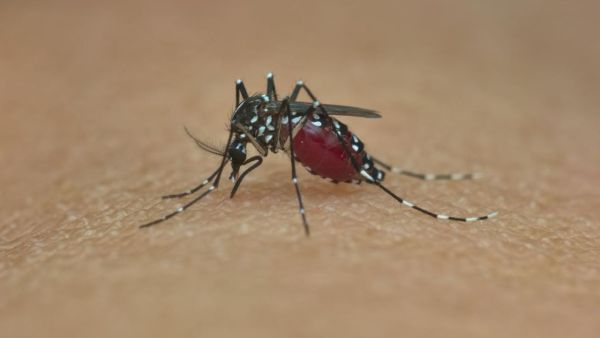 Chikungunya's danger is increasing continuously, WHO alerts Chikungunya's danger is increasing continuously, WHO alerts