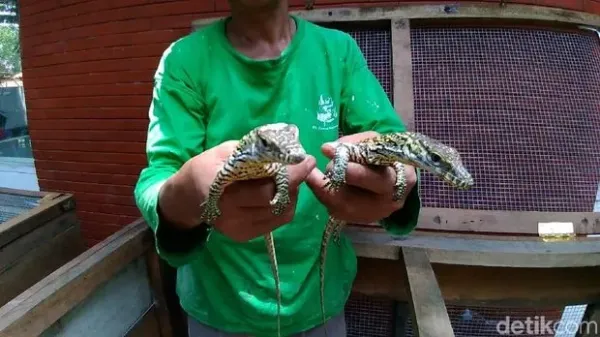 11 Anakan Komodo Tambah Koleksi Satwa KBS