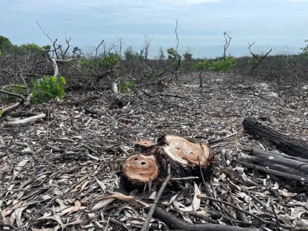 RỪNG PHÒNG HỘ - Ảnh 1.