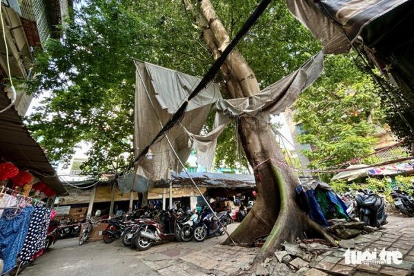 Sau 5 ngày chờ xử lý, cây nghiêng trong cư xá Thanh Đa sẽ bị đốn sáng 26-7 - Ảnh 1.