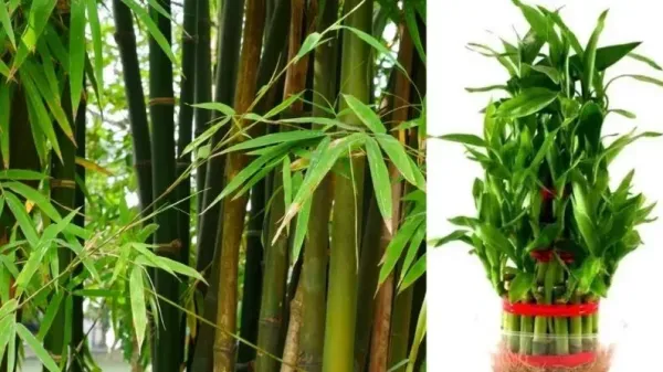 Vastu Tips: To get good luck, set up a Bambu plant in this direction of the house ... new opportunities will open the way!