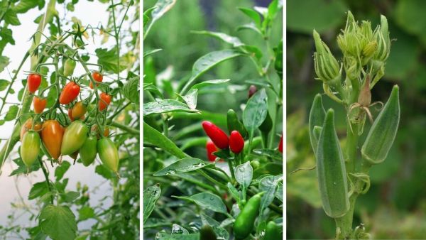 Indian vegetables that can be easily grown at home will not come Indian vegetables that can be easily grown at home will not come