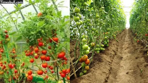 Tomato farming business
