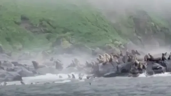 Gerombolan singa laut melompat ke dalam air saat gempa besar melanda Rusia