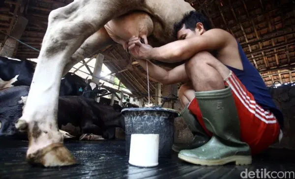 Setelah sempat melemah sepanjang tahun ini, impor susu diprediksi kembali meningkat pada 2016. Pasalnya, pertumbuhan produksi susu lokal tidak mampu mengimbangi pertumbuhan konsumsi susu di Tanah Air. Tahun ini, konsumsi susu diprediksi menurun dari tahun lalu ke level 123.000 metrik ton, namun akan naik hingga 126.000 metrik ton pada tahun depan. Sedangkan produksi susu diprediksi meningkat ke level 73.000 metrik ton pada tahun ini, dari 72.000 metrik ton pada tahun sebelumnya. Rachman Haryanto/detikcom.