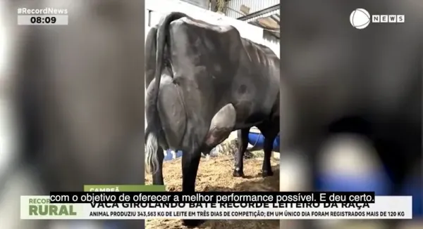Seekor Sapi Brasil Hasilkan 343 Liter Susu dalam 3 Hari
