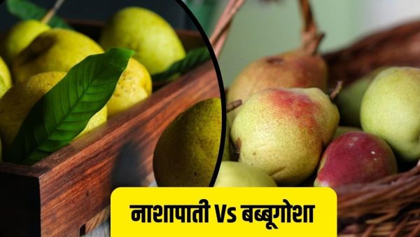 What is the difference between the pear and Babbugosha, which looks alike, also know the nutritional value What is the difference between the pear and Babbugosha, which looks alike, also know the nutritional value
