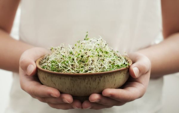 Benefits of eating chickpea sprouts in the morning, lose weight, increase immunity, rich in protein and fiber