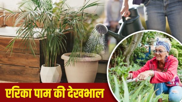 Areca Palm Care Tips: Leaves will not be yellow, growth will be fast .... take care of Erica Palm like this